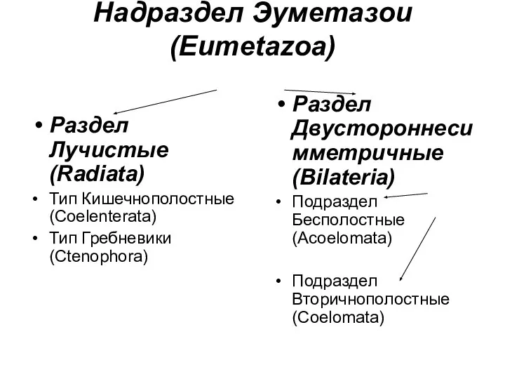 Надраздел Эуметазои (Eumetazoa) Раздел Лучистые (Radiata) Тип Кишечнополостные (Coelenterata) Тип Гребневики