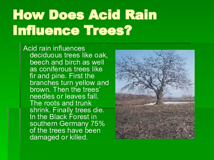 How Does Acid Rain Influence Trees? Acid rain influences deciduous trees