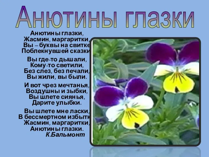 Анютины глазки, Жасмин, маргаритки, Вы – буквы на свитке Поблекнувшей сказки.