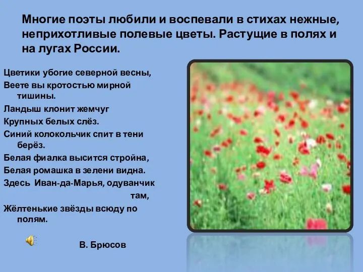 Многие поэты любили и воспевали в стихах нежные, неприхотливые полевые цветы.