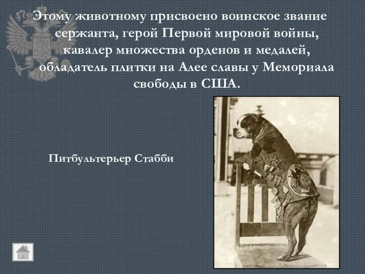 Этому животному присвоено воинское звание сержанта, герой Первой мировой войны, кавалер