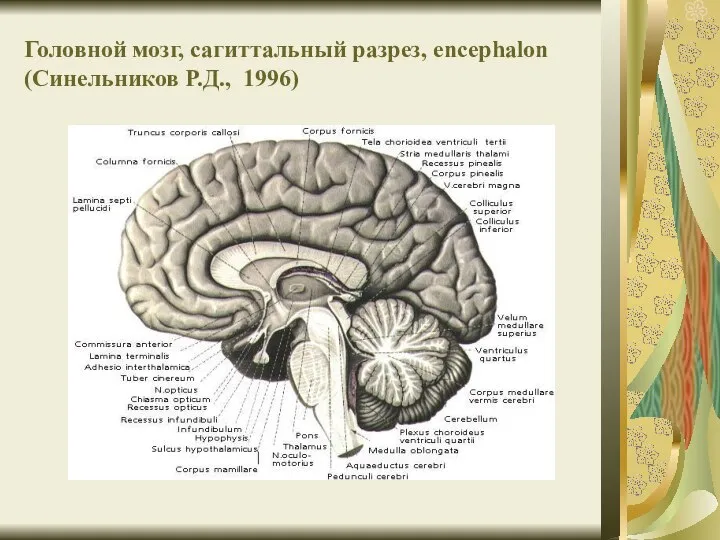 Головной мозг, сагиттальный разрез, encephalon (Синельников Р.Д., 1996)