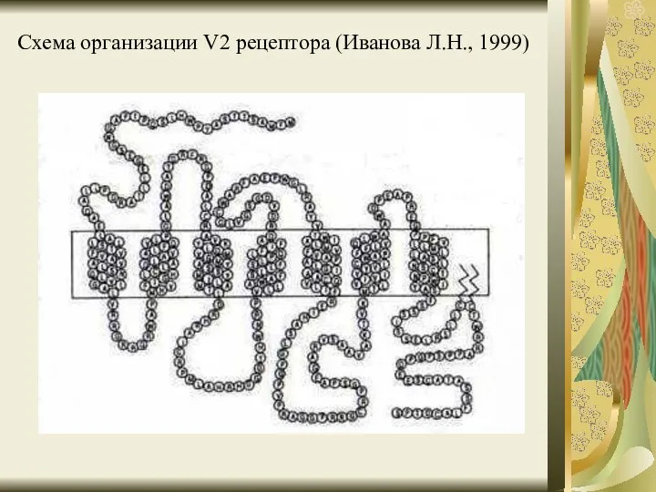 Схема организации V2 рецептора (Иванова Л.Н., 1999)