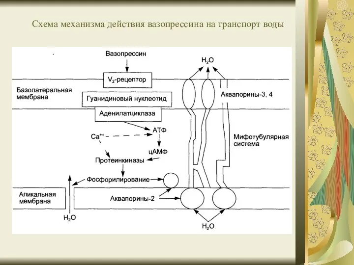 Схема механизма действия вазопрессина на транспорт воды