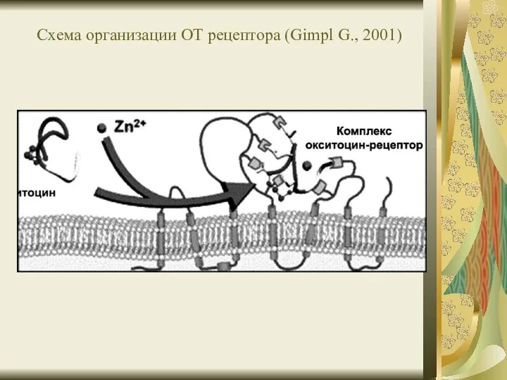 Схема организации ОТ рецептора (Gimpl G., 2001)