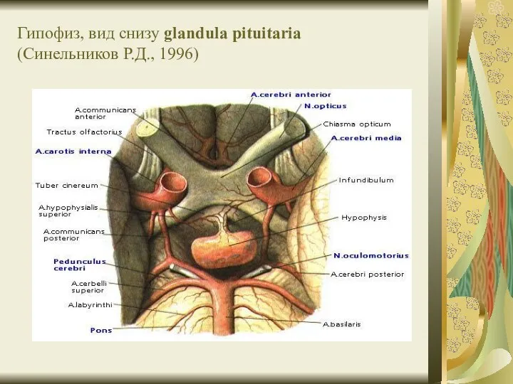 Гипофиз, вид снизу glandula pituitaria (Синельников Р.Д., 1996)