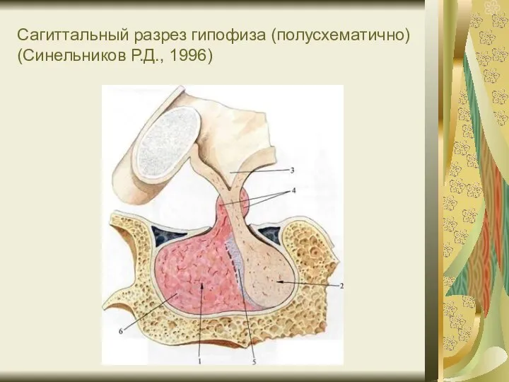 Сагиттальный разрез гипофиза (полусхематично) (Синельников Р.Д., 1996)