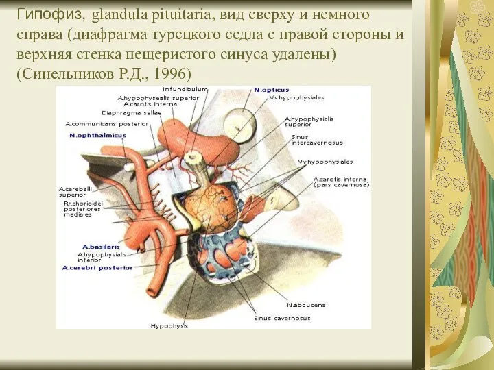 Гипофиз, glandula pituitaria, вид сверху и немного справа (диафрагма турецкого седла