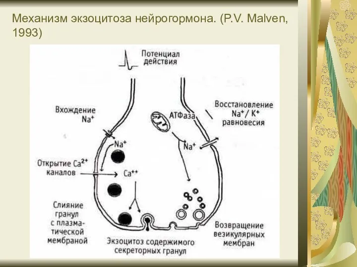 Механизм экзоцитоза нейрогормона. (P.V. Malven, 1993)