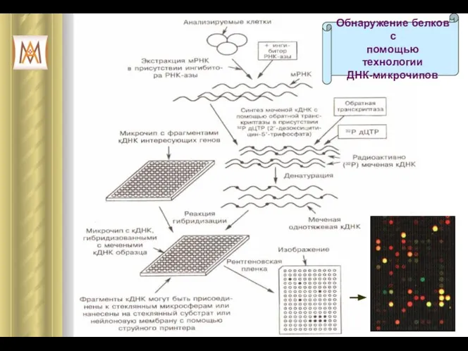 Обнаружение белков с помощью технологии ДНК-микрочипов