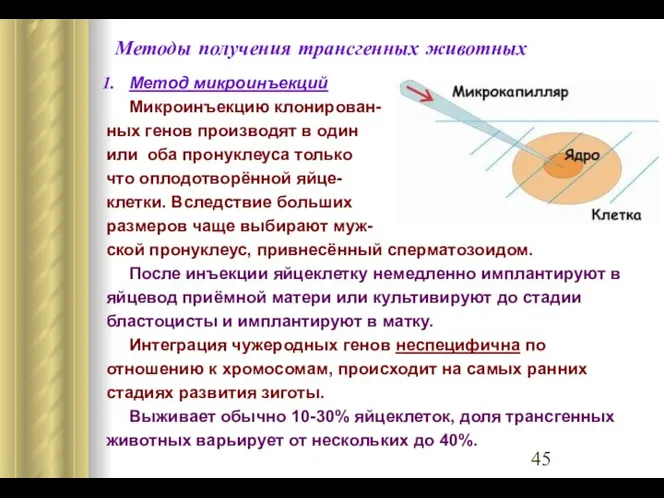 Методы получения трансгенных животных Метод микроинъекций Микроинъекцию клонирован- ных генов производят