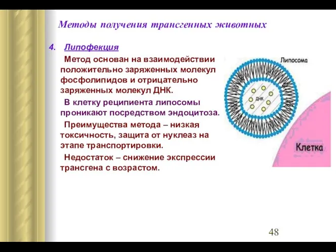 Методы получения трансгенных животных 4. Липофекция Метод основан на взаимодействии положительно