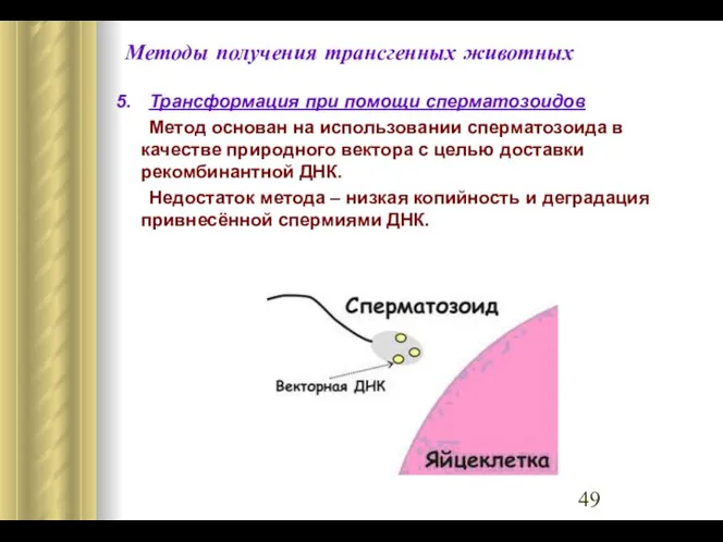 Методы получения трансгенных животных 5. Трансформация при помощи сперматозоидов Метод основан