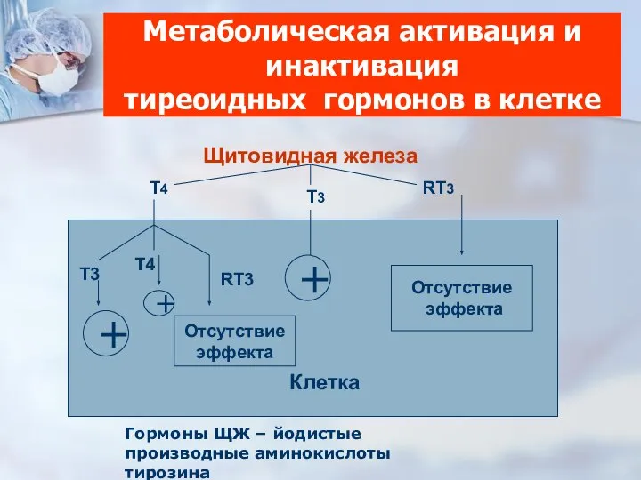 Метаболическая активация и инактивация тиреоидных гормонов в клетке Щитовидная железа Отсутствие