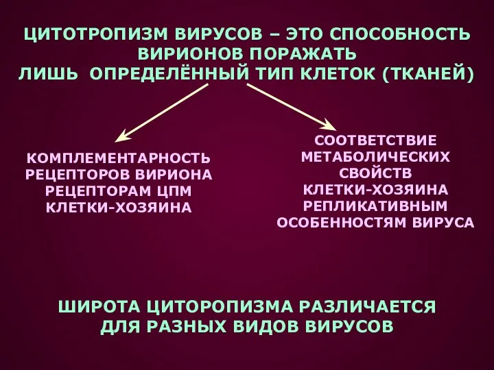 ЦИТОТРОПИЗМ ВИРУСОВ – ЭТО СПОСОБНОСТЬ ВИРИОНОВ ПОРАЖАТЬ ЛИШЬ ОПРЕДЕЛЁННЫЙ ТИП КЛЕТОК