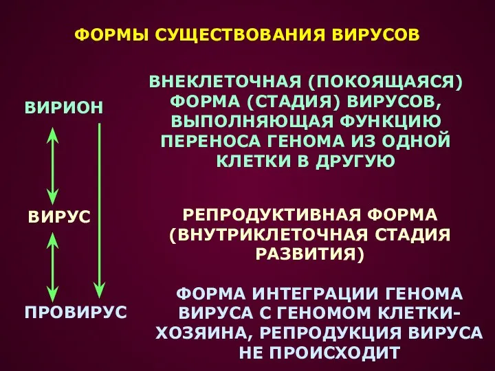 ФОРМЫ СУЩЕСТВОВАНИЯ ВИРУСОВ ВИРИОН ВИРУС ПРОВИРУС ВНЕКЛЕТОЧНАЯ (ПОКОЯЩАЯСЯ) ФОРМА (СТАДИЯ) ВИРУСОВ,