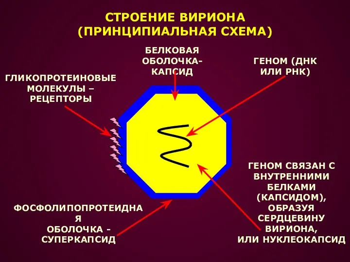 СТРОЕНИЕ ВИРИОНА (ПРИНЦИПИАЛЬНАЯ СХЕМА) ГЕНОМ (ДНК ИЛИ РНК) ГЕНОМ СВЯЗАН С