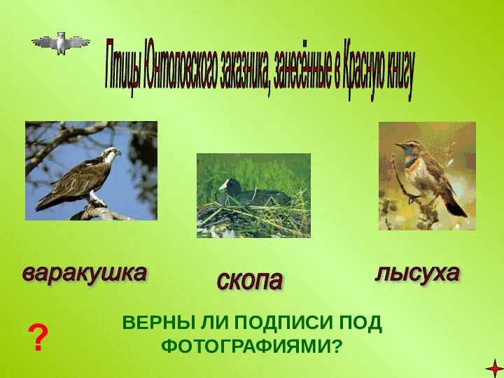 Птицы Юнтоловского заказника, занесённые в Красную книгу лысуха скопа варакушка ? ВЕРНЫ ЛИ ПОДПИСИ ПОД ФОТОГРАФИЯМИ?