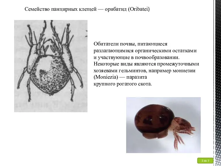 Семейство панцирных клещей — орибатид (Oribatei) Обитатели почвы, питающиеся разлагающимися органическими