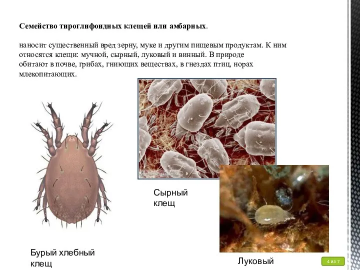 Семейство тироглифоидных клещей или амбарных. наносит существенный вред зерну, муке и