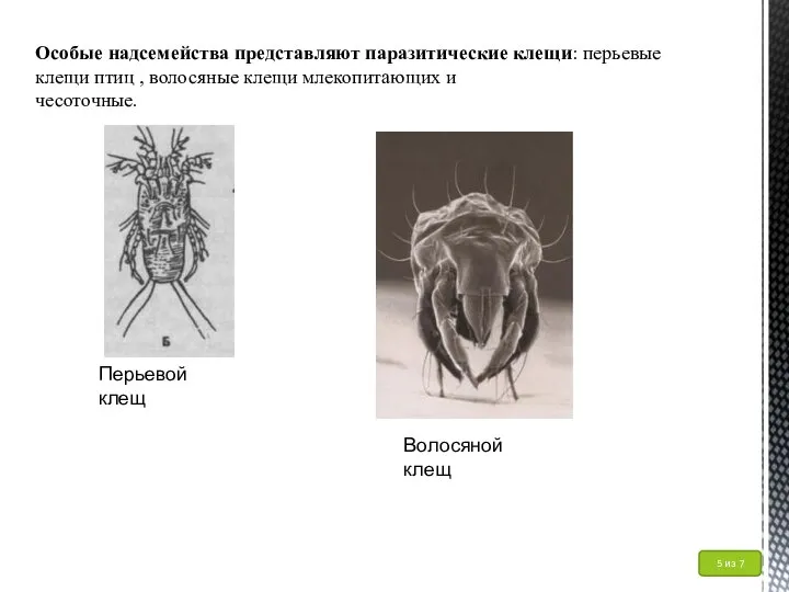 Особые надсемейства представляют паразитические клещи: перьевые клещи птиц , волосяные клещи