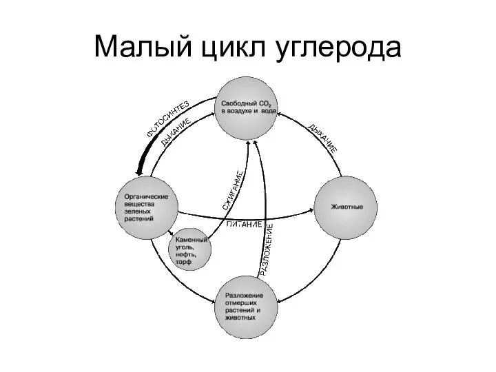 Малый цикл углерода