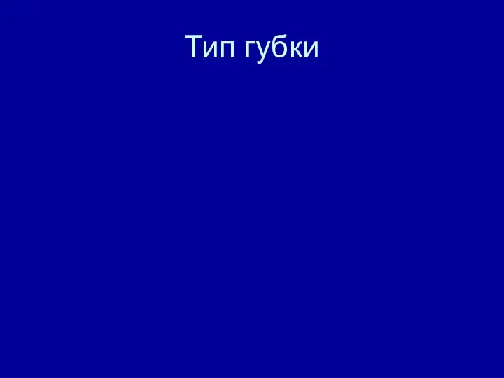 Тип губки