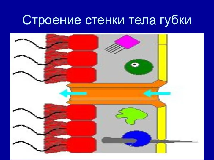 Строение стенки тела губки