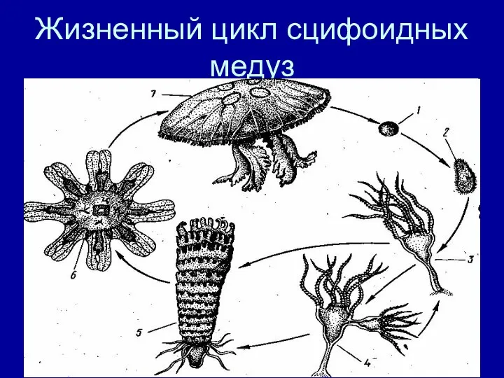 Жизненный цикл сцифоидных медуз