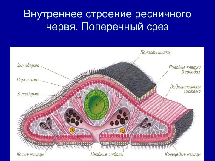 Внутреннее строение ресничного червя. Поперечный срез