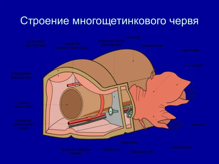 Строение многощетинкового червя