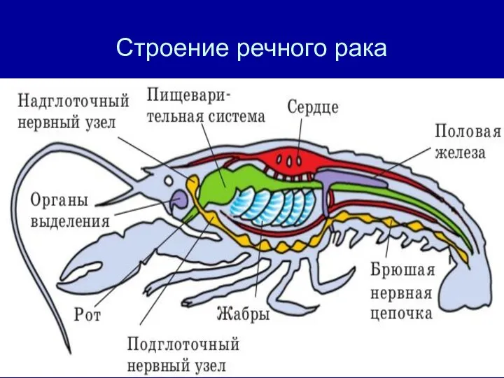 Строение речного рака