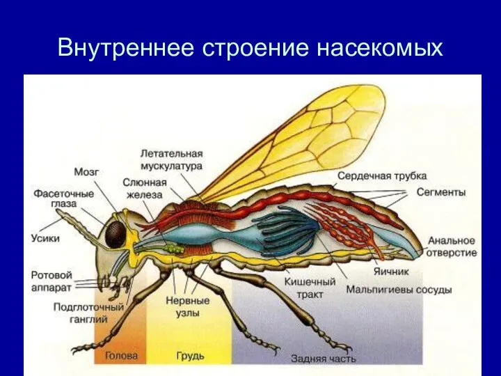 Внутреннее строение насекомых