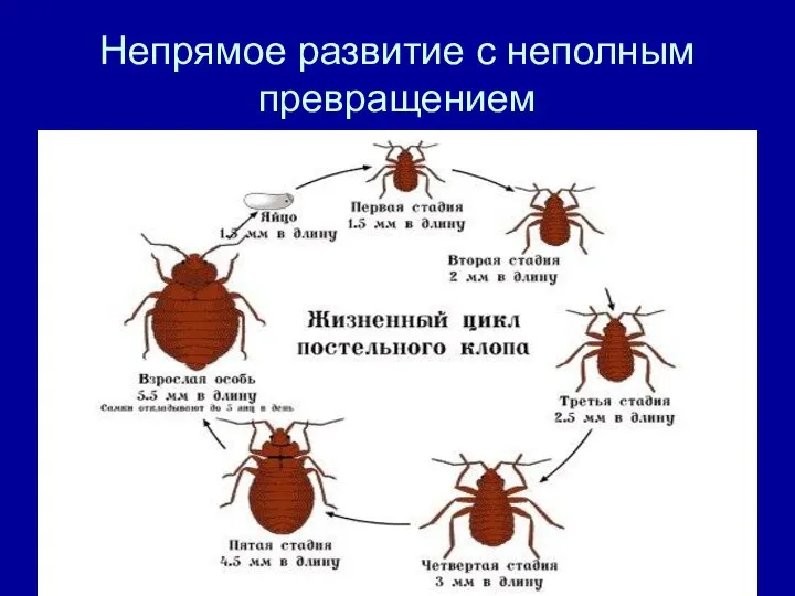 Непрямое развитие с неполным превращением