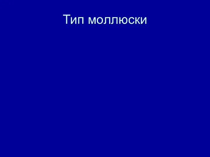 Тип моллюски