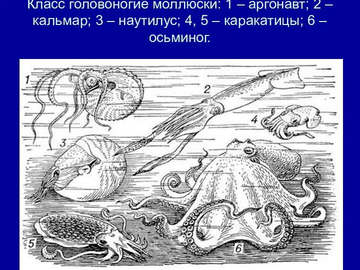 Класс головоногие моллюски: 1 – аргонавт; 2 – кальмар; 3 –