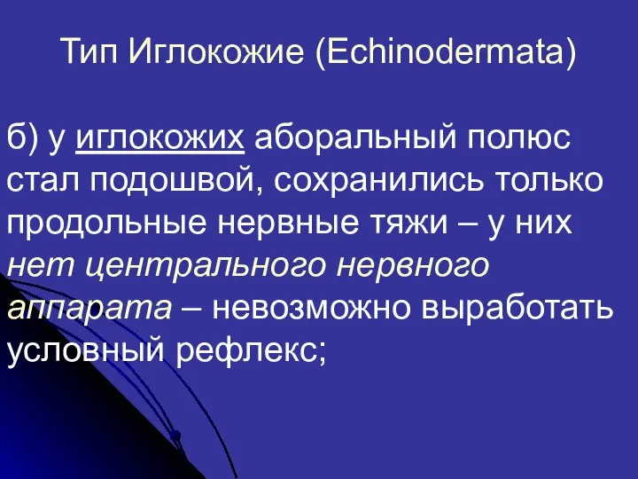 б) у иглокожих аборальный полюс стал подошвой, сохранились только продольные нервные