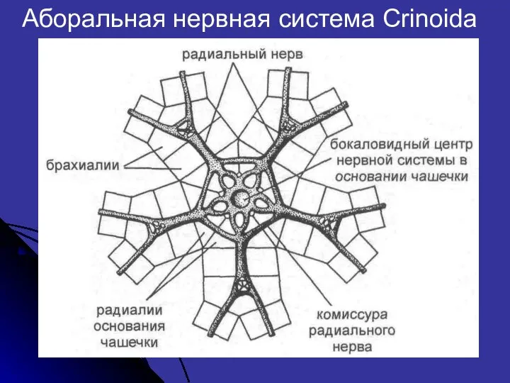 Аборальная нервная система Crinoida