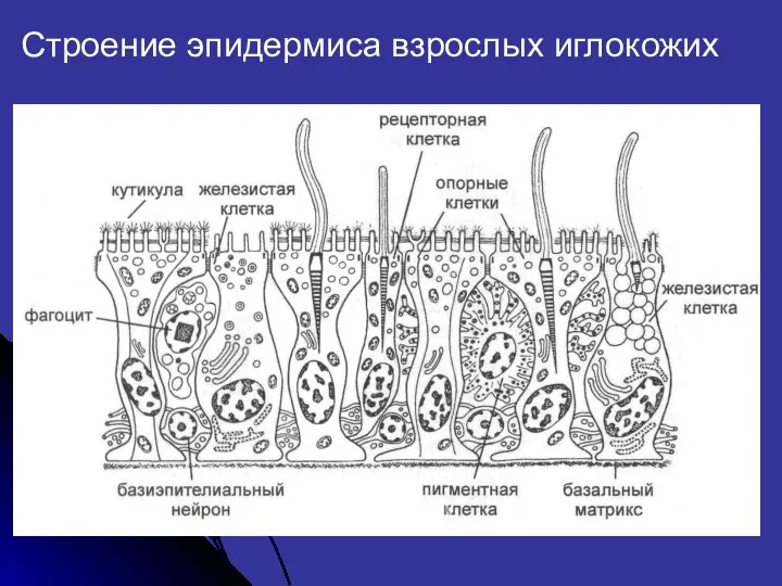 Строение эпидермиса взрослых иглокожих