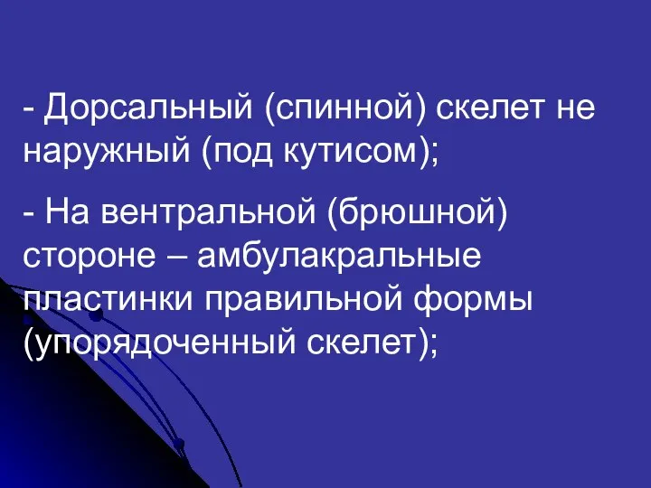 - Дорсальный (спинной) скелет не наружный (под кутисом); - На вентральной