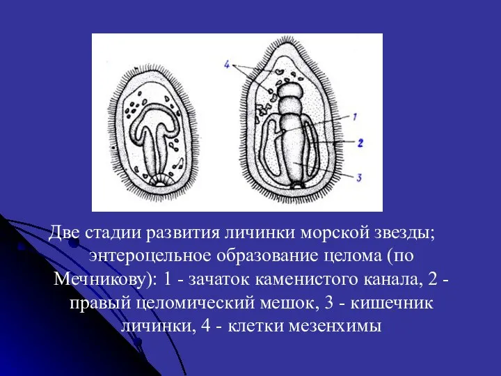 Две стадии развития личинки морской звезды; энтероцельное образование целома (по Мечникову):