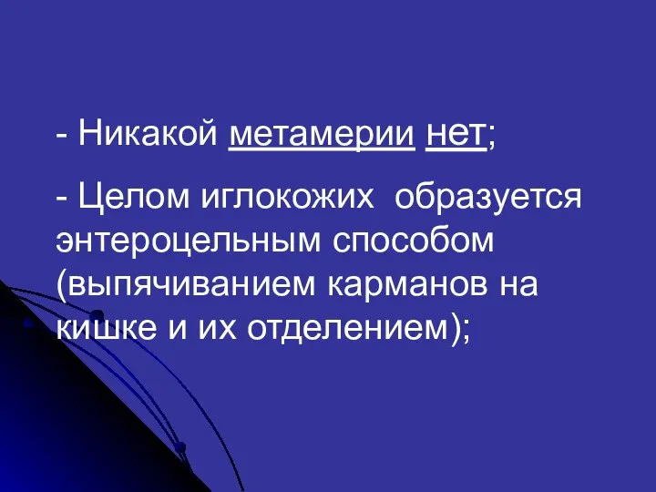 - Никакой метамерии нет; - Целом иглокожих образуется энтероцельным способом (выпячиванием