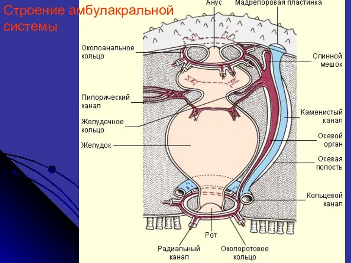 Строение амбулакральной системы