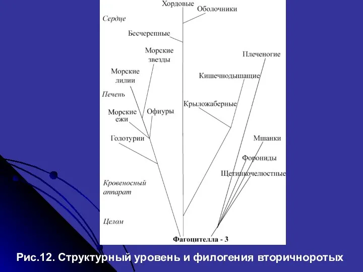 Рис.12. Структурный уровень и филогения вторичноротых