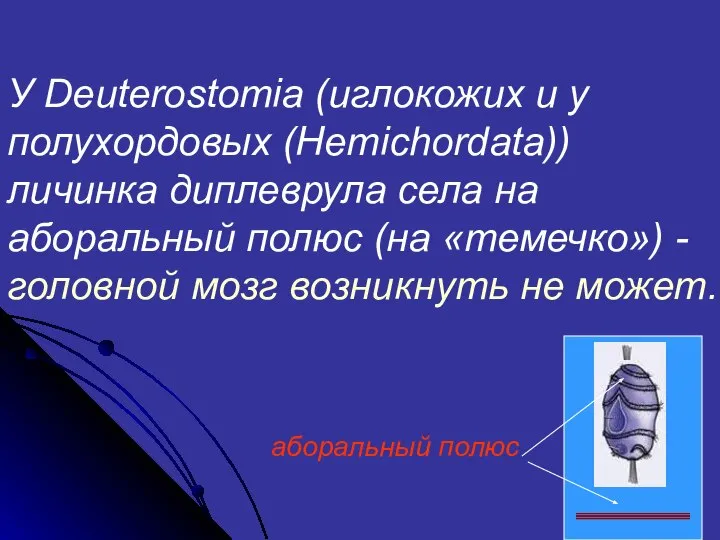 У Deuterostomia (иглокожих и у полухордовых (Hemichordata)) личинка диплеврула села на