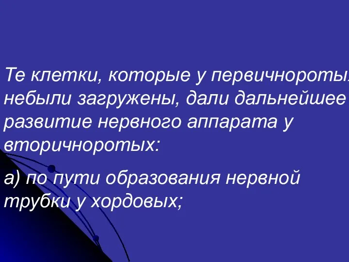 Те клетки, которые у первичноротых небыли загружены, дали дальнейшее развитие нервного