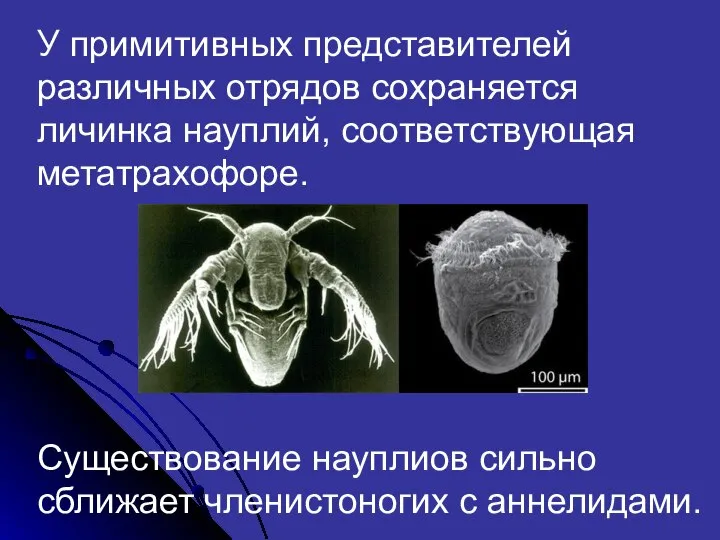 У примитивных представителей различных отрядов сохраняется личинка науплий, соответствующая метатрахофоре. Существование