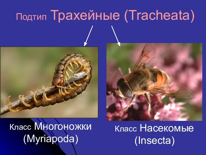 Класс Многоножки (Myriapoda) Подтип Трахейные (Tracheata) Класс Насекомые (Insecta)