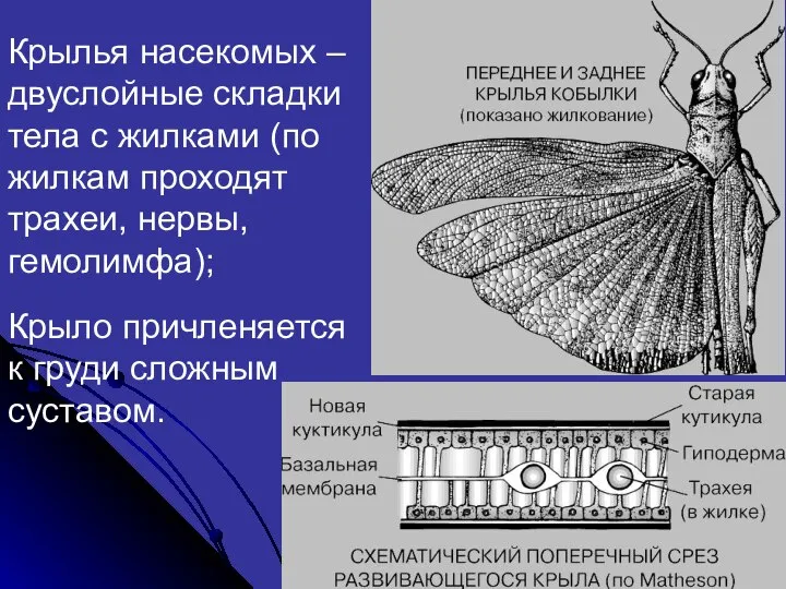 Крылья насекомых – двуслойные складки тела с жилками (по жилкам проходят
