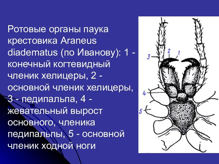 Ротовые органы паука крестовика Araneus diadematus (по Иванову): 1 - конечный